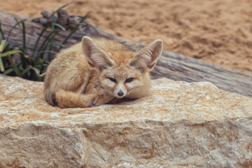 Fennec fox, Vulpes zerda, a small crepuscular fox native to the Sahara Desert and the Sinai Peninsula, an exotic pet with large ears