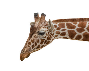 Reticulated Giraffe, Somali giraffe. Isolated