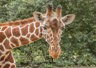 Reticulated Giraffe, Giraffa camelopardalis reticulata, Somali giraffe on the leaves background