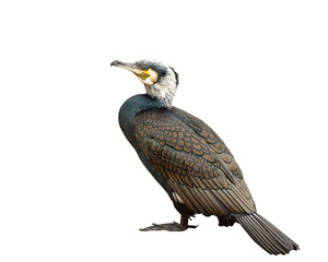 Great cormorant, Phalacrocorax carbo. Isolated