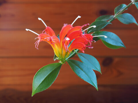 Flowering of aeschynanthus domestic plant with orange flowers indoors, closeup. Floriculture of bright houseplants aeschynanthus aucklandiae with autumn flowering