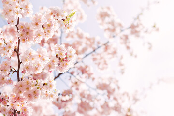 Amazing pink cherry blossoms on the Sakura tree in a blue sky.