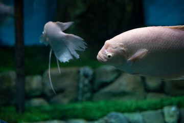 Obraz premium Giant albino gourami Osphronemus goramy in the freshwater aquarium. Blur.