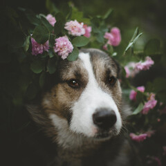 Mixed breed dog in a garden with roses
