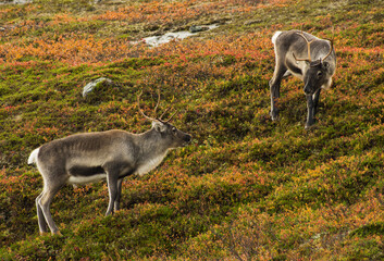 Naklejka na ściany i meble Two reindeers in swedish Lapland