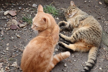 cat playing on the street