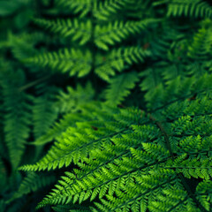 The beauty of nature in green colors Piękno natury w kolorach zieleni © Brygida