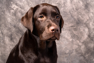 Brown labrador, studio photo of puppy dog