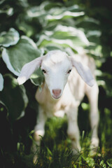 Cute young white goatling in a garden