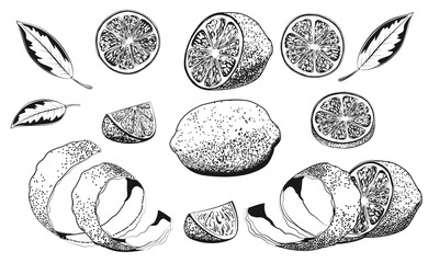 Hand drawn vector illustration - Collections of Lemons. Lemon, slice, leaf