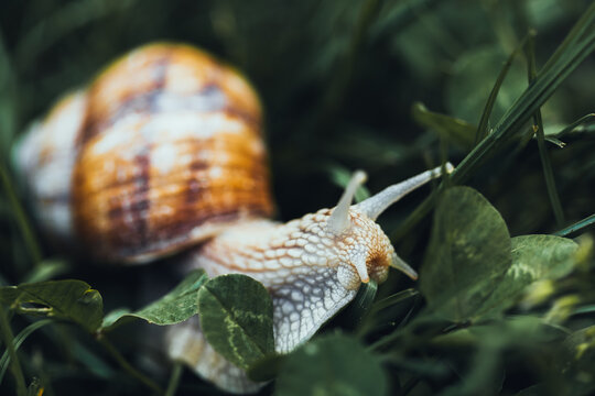 Escargots dans l'herbe