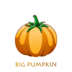 Fresh pumpkin on a white background. Harvesting for the winter. Autumn harvest. Vector illustration