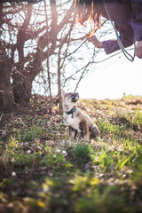 Shikoku Welpe beim spaziergen gehen.