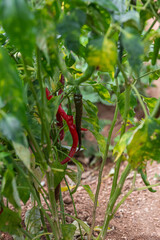 Lakundi, Karnataka, India - November 6, 2013: Closeup of red chili hanging from green plant.