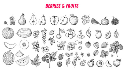 Berries and fruits drawing collection. Hand drawn berry and fruit sketch. Vector illustration. Engraved style. - obrazy, fototapety, plakaty
