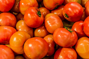 たくさんのトマト