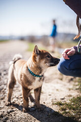 Shikoku Welpe beim spaziergen gehen.