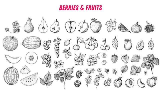 Berries and fruits drawing collection. Hand drawn berry and fruit sketch. Vector illustration. Engraved style.