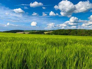 Fototapeta premium Corn fields in a cloudy day 