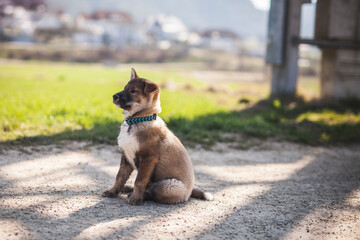 Shikoku Welpe beim spaziergen gehen.