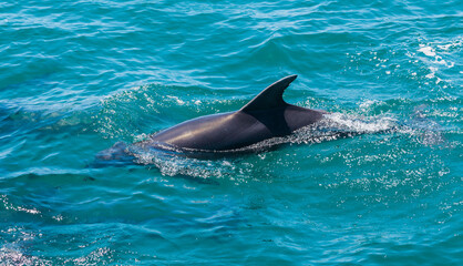 Dolphin in Bay of Islands, New Zealand