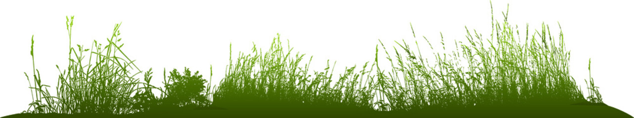 Natural grass silhouettes from nature (Vector illustration).