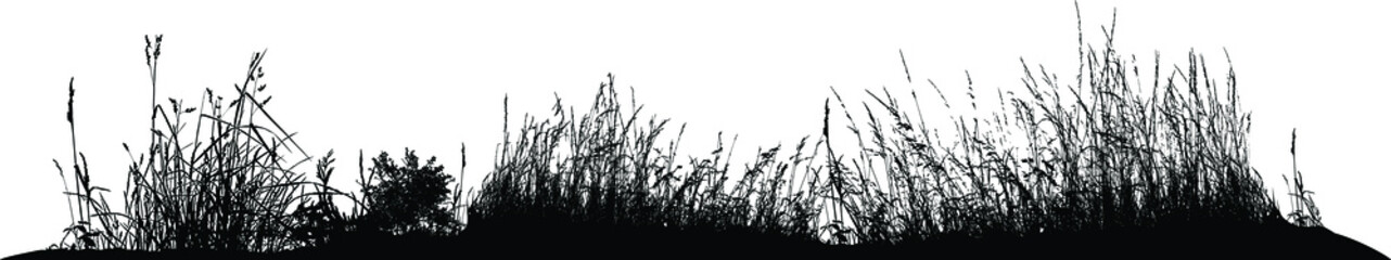 Natural grass silhouettes from nature (Vector illustration).