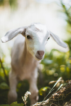 Cute young white goatling in a garden