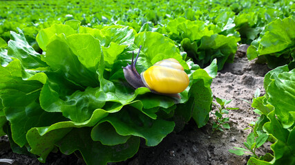 Green organic salad lettuce in the garden and slug snail eat it. Harvest green farming agriculture plantage with snail plague. © JOE LORENZ DESIGN