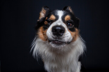 Border Collie im Foto studio schnappt nach essen. Hund macht witziges gesicht während er Treats fängt.