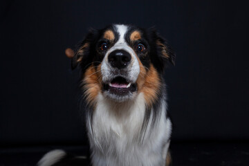 Border Collie im Foto studio schnappt nach essen. Hund macht witziges gesicht während er Treats fängt.