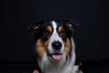 Border Collie im Foto studio schnappt nach essen. Hund macht witziges gesicht während er Treats fängt.