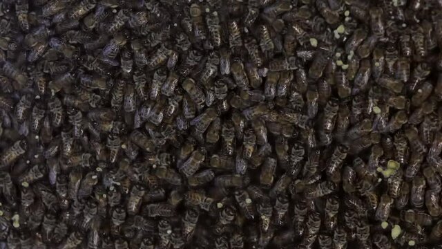 bee colony inside the honeycomb time lapse 