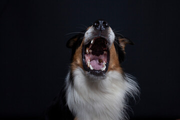 Border Collie im Foto studio schnappt nach essen. Hund macht witziges gesicht während er Treats fängt.