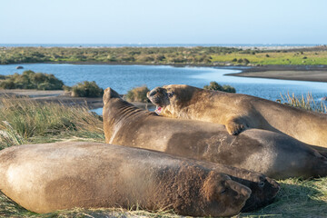 Elephant seals resting atthe beach
