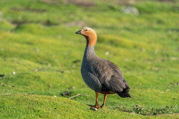 The ruddy-headed goose (Chloephaga rubidiceps)