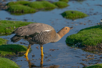 The ruddy-headed goose (Chloephaga rubidiceps)