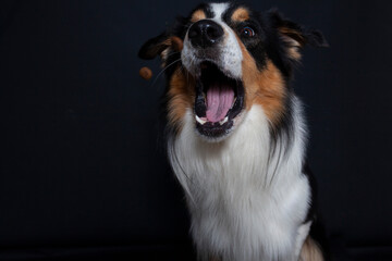 Border Collie im Foto studio schnappt nach essen. Hund macht witziges gesicht während er Treats fängt.