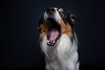 Border Collie im Foto studio schnappt nach essen. Hund macht witziges gesicht während er Treats...