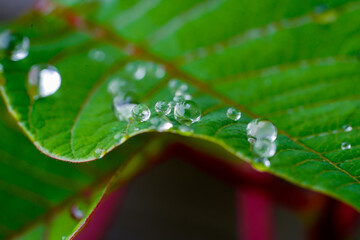 Water drops in a Poinsettia leaf