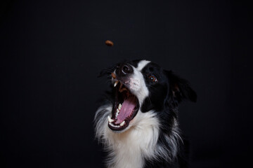 Border Collie im Foto studio schnappt nach essen. Hund macht witziges gesicht während er Treats fängt.
