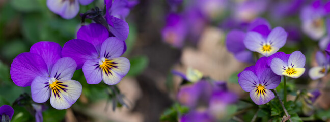 Flowers pansy on the flowerbed.