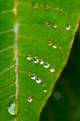 Water drops forming lines in a Poinsettia leaf