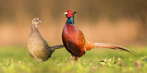 Two common pheasants, phasianus colchicus, standing close to each other during spring breeding...