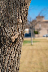 Fototapeta premium tronco de arbol con corteza en detalle en el parque cami artana Burriana borriana castellon