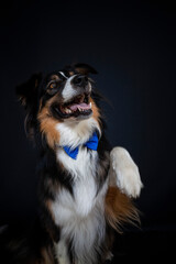 Fototapeta premium Border Collie im Fotostudio macht Kunststücke. Hund gibt pfote und trägt eine Schleife