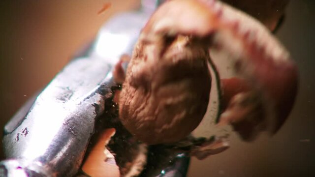 Hazelnut peel breaks in close and slow motion. Turkish hazelnut is broken with pliers.