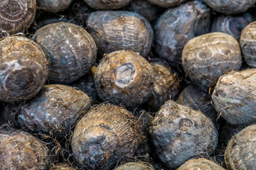 たくさんの山芋