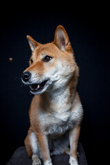 Shiba Inu fängt Leckerlis im Studio mit schwarzen Hintergrund.