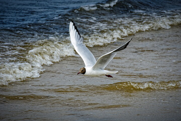 Seagull over sea. Jurmala. Latvia.